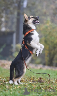 Photo №3. Vesta is looking for loving parents.. Russian Federation