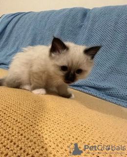 Photo №1. birman - for sale in the city of Гамбург | Is free | Announcement № 99787