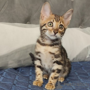 Photo №1. bengal cat - for sale in the city of Амстердам | negotiated | Announcement № 75593