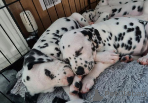 Photo №2 to announcement № 41372 for the sale of dalmatian dog - buy in Russian Federation 