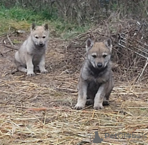 Photo №2 to announcement № 42020 for the sale of czechoslovakian wolfdog - buy in Bulgaria private announcement