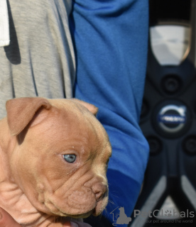 Photo №3. american bully (ambulli). Russian Federation