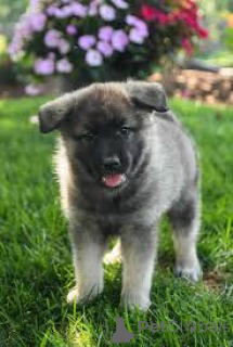Photo №2 to announcement № 163876 for the sale of norwegian buhund - buy in Netherlands private announcement, breeder