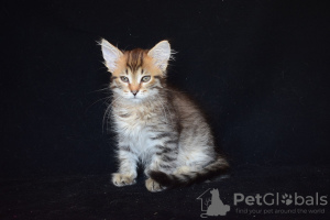 Photo №3. Siberian kittens.. Kazakhstan