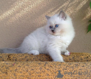 Photo №2 to announcement № 83558 for the sale of ragdoll - buy in United States private announcement