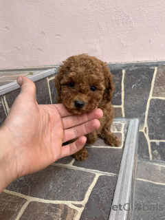 Photo №4. I will sell poodle (toy) in the city of ODžaci.  - price - negotiated