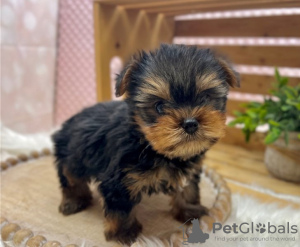 Photo №1. yorkshire terrier - for sale in the city of Golčův Jeníkov | Is free | Announcement № 95309