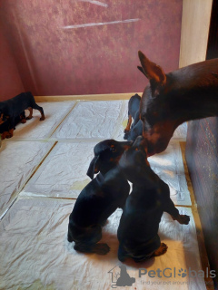 Additional photos: Purebred Doberman puppies for sale 2 months old.