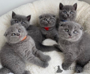 Photo №1. scottish fold - for sale in the city of Cologne | 250$ | Announcement № 155369