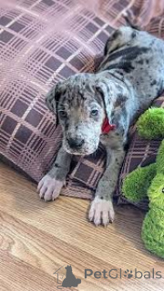Photo №2 to announcement № 136058 for the sale of great dane - buy in Switzerland 