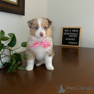 Photo №4. I will sell australian shepherd in the city of Helsinki. private announcement - price - Is free