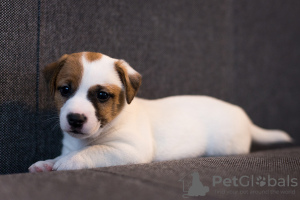 Photo №1. jack russell terrier - for sale in the city of Minsk | 1000$ | Announcement № 14500