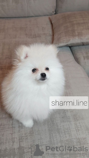 Photo №1. pomeranian - for sale in the city of Minsk | 828$ | Announcement № 15599