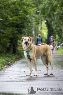 Additional photos: A little girl with the most amazing smile is looking for a home.