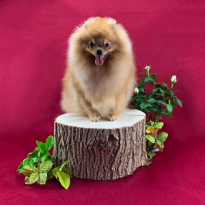 Photo №1. pomeranian - for sale in the city of Москва | negotiated | Announcement № 6025