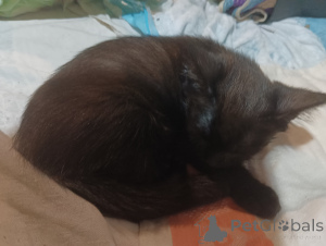 Photo №2 to announcement № 146294 for the sale of  - buy in Russian Federation private announcement