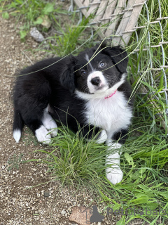 Photo №1. border collie - for sale in the city of Los Angeles | Is free | Announcement № 40111