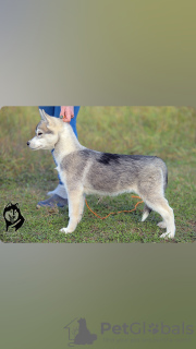 Photo №2 to announcement № 123381 for the sale of siberian husky - buy in Russian Federation from nursery