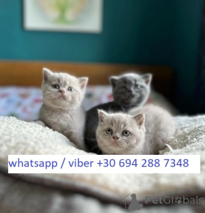 Photo №1. british shorthair - for sale in the city of Delphi | Is free | Announcement № 125497