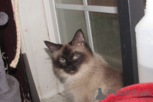 Photo №2 to announcement № 146694 for the sale of ragdoll - buy in United States breeder