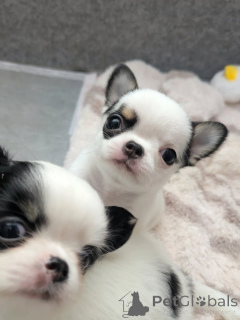 Photo №3. Chihuahua Available for Adoption contact whatsapp business 447450021323. Finland