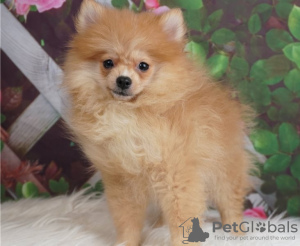 Photo №1. pomeranian - for sale in the city of Paris | negotiated | Announcement № 12641