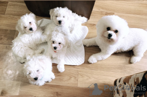 Photo №1. bichon frise - for sale in the city of Irkutsk | negotiated | Announcement № 49655