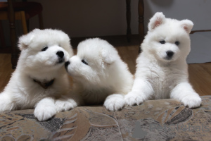 Photo №4. I will sell samoyed dog in the city of Фридрихсхафен.  - price - negotiated