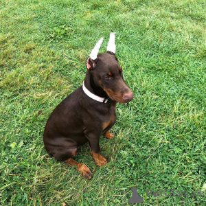 Photo №2 to announcement № 146464 for the sale of dobermann - buy in Germany private announcement