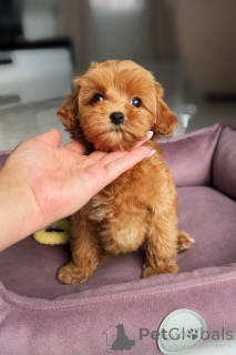 Photo №3. A Gentle Maltase girl. Germany
