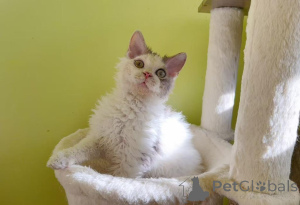 Photo №1. selkirk rex shorthair - for sale in the city of Garging | 361$ | Announcement № 173646