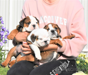 Photo №1. english bulldog - for sale in the city of Nagykőrös | negotiated | Announcement № 20643