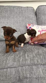 Photo №4. I will sell chihuahua in the city of Genk. private announcement - price - 516$