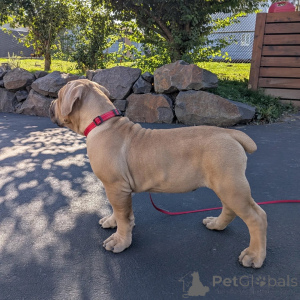 Photo №4. I will sell boerboel in the city of ALAVUS. breeder - price - 559$