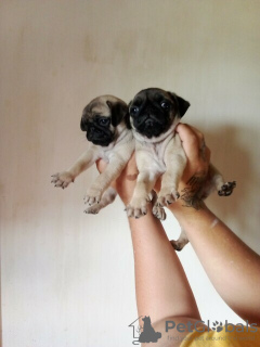 Photo №2 to announcement № 72031 for the sale of pug - buy in Finland private announcement, breeder