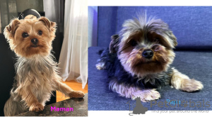 Photo №2 to announcement № 90706 for the sale of yorkshire terrier - buy in Switzerland private announcement