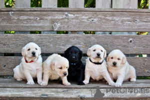 Photo №1. labrador retriever - for sale in the city of Барсена-де-Сисеро | Is free | Announcement № 40102