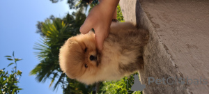 Photo №2 to announcement № 39332 for the sale of pomeranian - buy in Montenegro from nursery