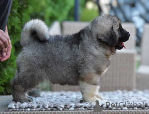 Photo №3. Caucasian Shepherd Dog. Serbia