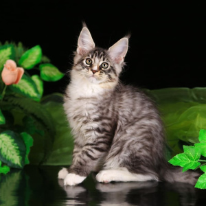 Photo №1. maine coon - for sale in the city of Astrakhan | negotiated | Announcement № 1563