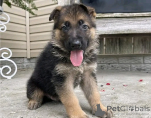 Photo №3. Adorable toilet trained German Shepherd. Germany