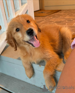 Photo №2 to announcement № 139177 for the sale of golden retriever - buy in Hungary private announcement, breeder