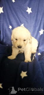 Photo №1. golden retriever - for sale in the city of Paris | negotiated | Announcement № 143146