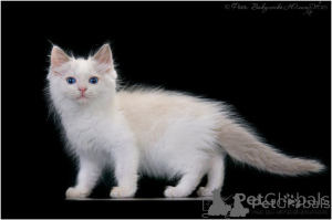 Photo №2 to announcement № 158670 for the sale of ragdoll - buy in United Arab Emirates 