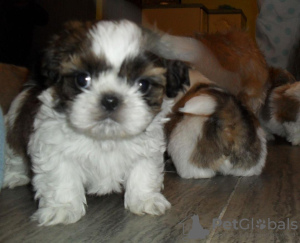 Photo №1. shih tzu - for sale in the city of Berlin | 338$ | Announcement № 90359