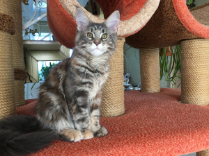 Photo №1. maine coon - for sale in the city of Ufa | negotiated | Announcement № 3068