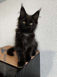 Photo №1. maine coon - for sale in the city of Pyatigorsk | 1113$ | Announcement № 155991