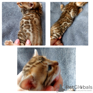Photo №2 to announcement № 19299 for the sale of bengal cat - buy in Belarus private announcement