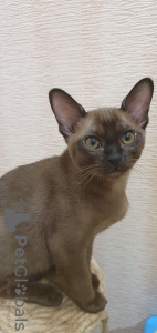 Photo №2 to announcement № 9984 for the sale of burmese cat - buy in Russian Federation private announcement