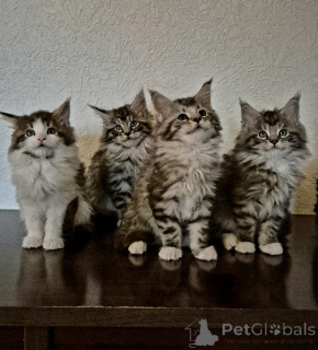 Photo №1. maine coon - for sale in the city of Limbourg | Is free | Announcement № 167178